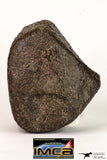 08998 - Complete NWA Unclassified Ordinary Chondrite Meteorite 554.1 g