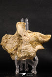 07907 - Rare 4.89 Inch Unidentified Crocodile Partial Skull Bone Late Cretaceous