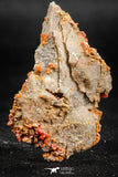 06262 -  Beautiful Red Vanadinite Crystals Cluster from Mibladen Mining District, Midelt Province, Morocco