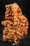 06263 -  Beautiful Red Vanadinite Crystals Cluster from Mibladen Mining District, Midelt Province, Morocco