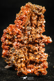 06263 -  Beautiful Red Vanadinite Crystals Cluster from Mibladen Mining District, Midelt Province, Morocco