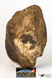 09010 - Almost Complete NWA Unclassified Ordinary Chondrite Meteorite 231.3 g