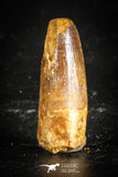 77102 - Top Quality Juvenile 1.48 Inch Spinosaurus Dinosaur Tooth Cretaceous