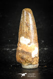 77103 - Top Quality Juvenile 1.47 Inch Spinosaurus Dinosaur Tooth Cretaceous