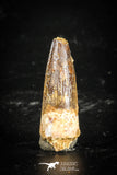 77111 - Top Quality Juvenile 1.16 Inch Spinosaurus Dinosaur Tooth Cretaceous