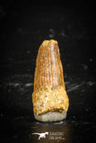 77112 - Top Quality Juvenile 0.94 Inch Spinosaurus Dinosaur Tooth Cretaceous