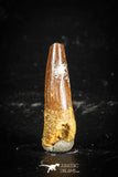 77113 - Top Quality Juvenile 1.07 Inch Spinosaurus Dinosaur Tooth Cretaceous