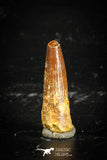 77113 - Top Quality Juvenile 1.07 Inch Spinosaurus Dinosaur Tooth Cretaceous