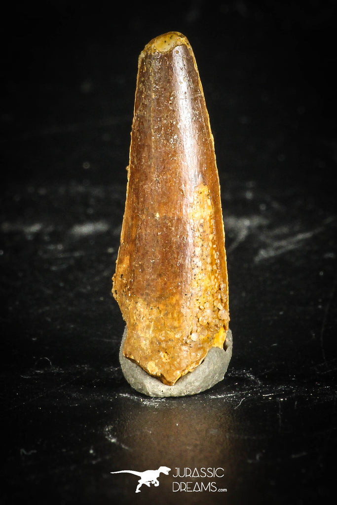 77118 - Top Quality Juvenile 1.01 Inch Spinosaurus Dinosaur Tooth Cretaceous