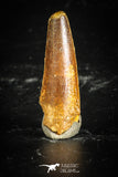 77118 - Top Quality Juvenile 1.01 Inch Spinosaurus Dinosaur Tooth Cretaceous