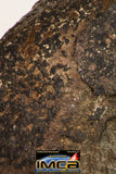 09025 - Complete NWA H6 Type Ordinary Chondrite Meteorite with Fusion Crust & Polished Endcut 430.1g