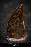 22310 - Well Preserved 0.54 Inch Dromaeosaur Raptor Tooth Cretaceous KemKem Beds