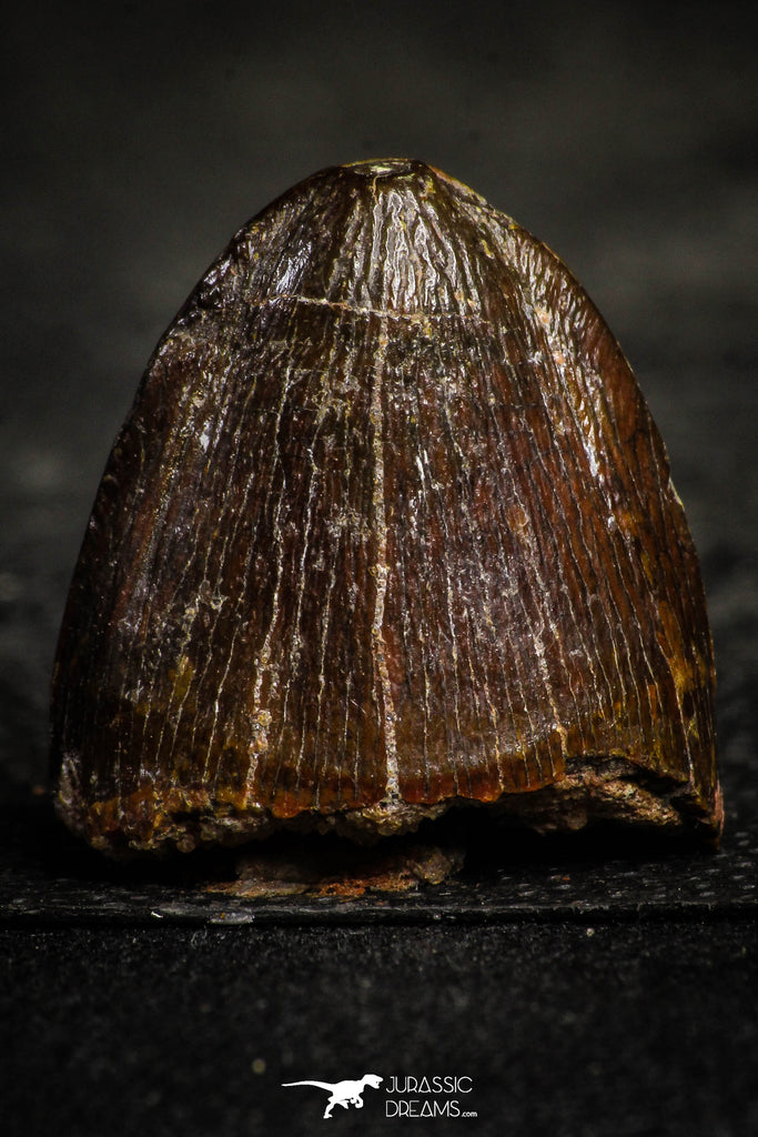 22334 - Top Beautiful 0.95 Inch Hamadasuchus rebouli Crocodile Tooth Cretaceous KemKem Beds