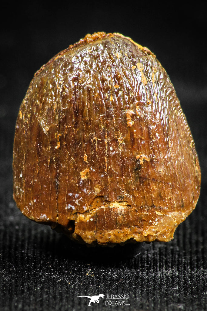 06309 - Top Rare 0.62 Inch Hamadasuchus rebouli Crocodile Tooth Cretaceous KemKem Beds