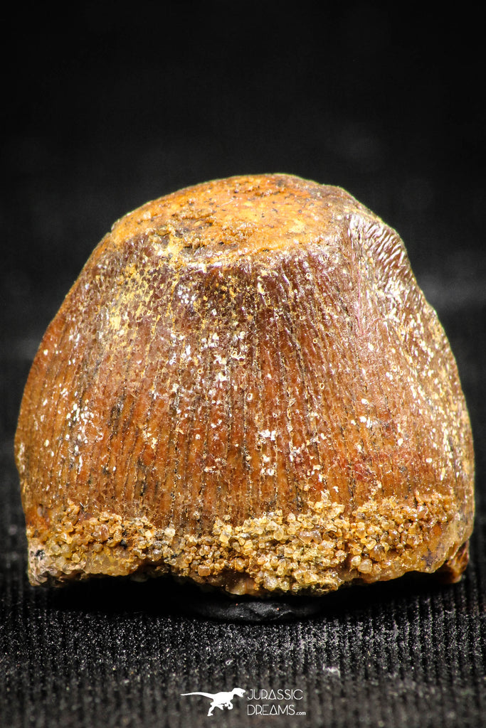 06311 - Top Beautiful 0.64 Inch Hamadasuchus rebouli Crocodile Tooth Cretaceous KemKem Beds