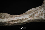 08050 - Top Quality 7.44 Inch Elasmosaurus (Zarafasaura oceanis) Vertebra Bone