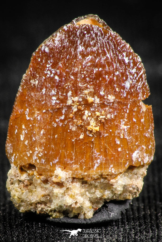 06312 - Top Rare 0.67 Inch Hamadasuchus rebouli Crocodile Tooth Cretaceous KemKem Beds