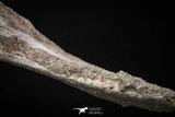 08050 - Top Quality 7.44 Inch Elasmosaurus (Zarafasaura oceanis) Vertebra Bone