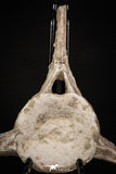 08050 - Top Quality 7.44 Inch Elasmosaurus (Zarafasaura oceanis) Vertebra Bone