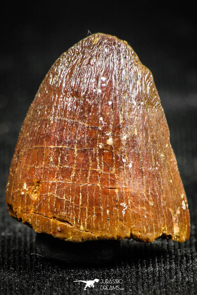 06313 - Top Quality 0.66 Inch Hamadasuchus rebouli Crocodile Tooth Cretaceous KemKem Beds