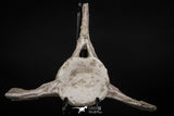 08050 - Top Quality 7.44 Inch Elasmosaurus (Zarafasaura oceanis) Vertebra Bone