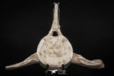 08050 - Top Quality 7.44 Inch Elasmosaurus (Zarafasaura oceanis) Vertebra Bone