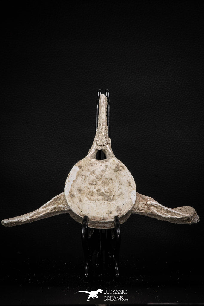 08050 - Top Quality 7.44 Inch Elasmosaurus (Zarafasaura oceanis) Vertebra Bone