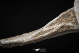 08050 - Top Quality 7.44 Inch Elasmosaurus (Zarafasaura oceanis) Vertebra Bone