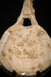 08050 - Top Quality 7.44 Inch Elasmosaurus (Zarafasaura oceanis) Vertebra Bone