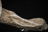 08050 - Top Quality 7.44 Inch Elasmosaurus (Zarafasaura oceanis) Vertebra Bone