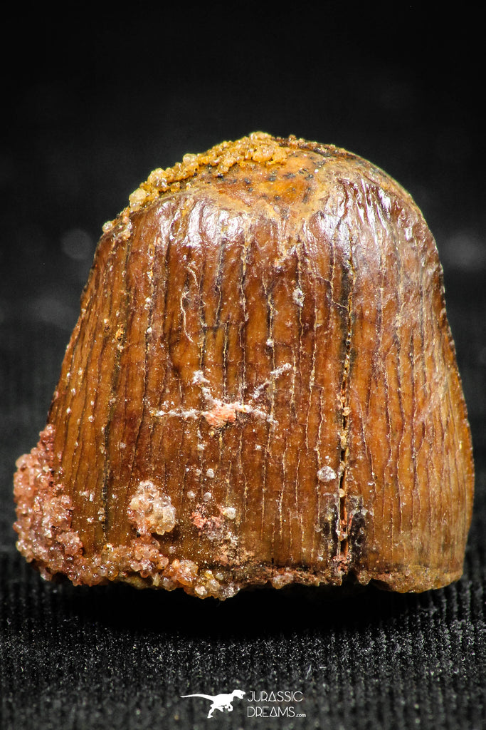 06314 - Beautiful 0.68 Inch Hamadasuchus rebouli Crocodile Tooth Cretaceous KemKem Beds