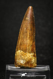 20001 - Top Quality 2.13 Inch Spinosaurus Dinosaur Tooth Cretaceous KemKem