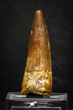 20001 - Top Quality 2.13 Inch Spinosaurus Dinosaur Tooth Cretaceous KemKem