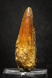 20003 - Top Quality 2.23 Inch Spinosaurus Dinosaur Tooth Cretaceous KemKem