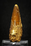 20003 - Top Quality 2.23 Inch Spinosaurus Dinosaur Tooth Cretaceous KemKem