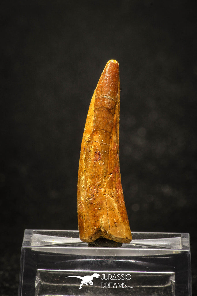 20005 - Top Quality Juvenile 1.66 Inch Spinosaurus Dinosaur Tooth Cretaceous KemKem