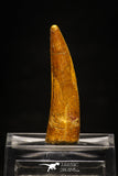 20005 - Top Quality Juvenile 1.66 Inch Spinosaurus Dinosaur Tooth Cretaceous KemKem