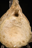 08052 - Top Quality 7.13 Inch Elasmosaurus (Zarafasaura oceanis) Vertebra Bone
