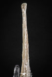 08052 - Top Quality 7.13 Inch Elasmosaurus (Zarafasaura oceanis) Vertebra Bone
