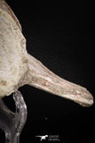 08052 - Top Quality 7.13 Inch Elasmosaurus (Zarafasaura oceanis) Vertebra Bone