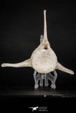 08052 - Top Quality 7.13 Inch Elasmosaurus (Zarafasaura oceanis) Vertebra Bone