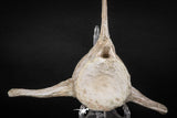 08052 - Top Quality 7.13 Inch Elasmosaurus (Zarafasaura oceanis) Vertebra Bone