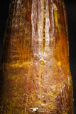 22355 - Beautiful 1.55 Inch Elosuchus sp Cretaceous Crocodile Tooth KemKem Beds