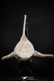 08052 - Top Quality 7.13 Inch Elasmosaurus (Zarafasaura oceanis) Vertebra Bone