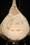 08052 - Top Quality 7.13 Inch Elasmosaurus (Zarafasaura oceanis) Vertebra Bone