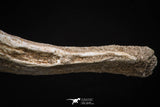 08052 - Top Quality 7.13 Inch Elasmosaurus (Zarafasaura oceanis) Vertebra Bone