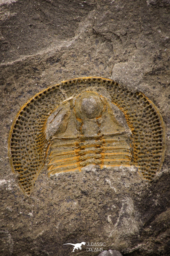 07852 - Beautiful Orange 0.90 Inch Nankinolithus sp Lower Ordovician Trilobite