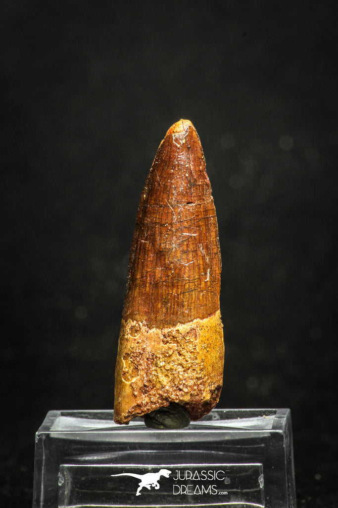 20011 - Top Beautiful 1.89 Inch Spinosaurus Dinosaur Tooth Cretaceous KemKem