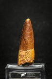 20011 - Top Beautiful 1.89 Inch Spinosaurus Dinosaur Tooth Cretaceous KemKem