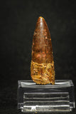 20011 - Top Beautiful 1.89 Inch Spinosaurus Dinosaur Tooth Cretaceous KemKem
